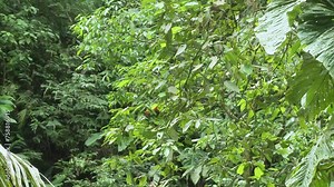Parrot Scarlet Macaw sitting in a tree at a clay lick in the Amazon rainforest, Yasuni National Park, Ecuador. South American nature.