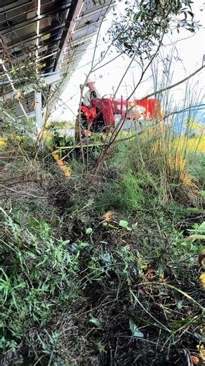 Slow motion destruction are the best. #solar #kubota #laneshark #tractor #brushcutter #FYP