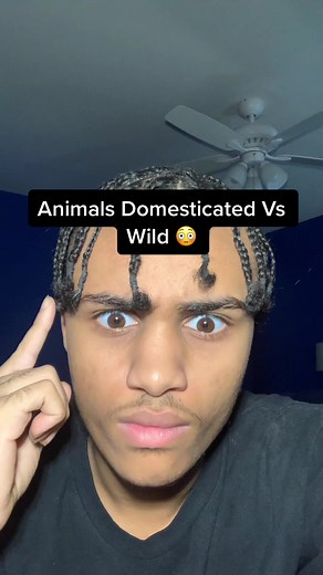 Differences Between Domesticated and Wild Animals