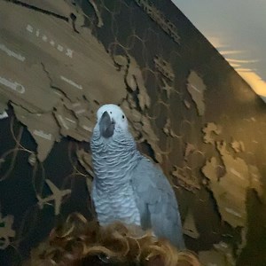 6.9K views · 990 reactions | Kelo getting washed in holy water on sunday  | Kelo the African Grey | Facebook