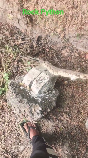 Rock Python release in Forrest