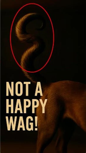 What Your Dog's Tail REALLY Means