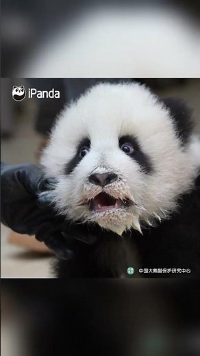 Not A Drop Is Wasted | iPanda #shorts