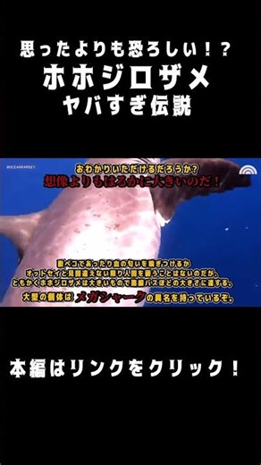 【危険】ホホジロザメ伝説がヤバすぎる件について #shorts #危険生物 #切り抜き #サメ #ホホジロザメ #解説 #雑学