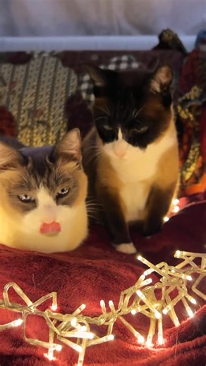 Loki and Mishka on Instagram: "Happy new year for all of you!✨😻Cozy crunchy snacks ASMR♥️ Hi I’m Loki, a 16 year old snowshoe cat from Argentina that moved to the Netherlands, and this is my daughter Mishka 🥰 🐈‍⬛🐈🐈‍⬛🐈🐈‍⬛🐈🐈‍⬛🐈🐈‍⬛🐈🐈‍⬛🐈 #cute #cat #asmr #foryoupagе #snowshoe snowshoe cats , Cat ASMR , trending pet videos , cats attitude , Cutest animals , Videos for cats , Popular videos , Trending post , viral funny cat videos , affectionate cat , Cat Sounds Trend , cat showing affec