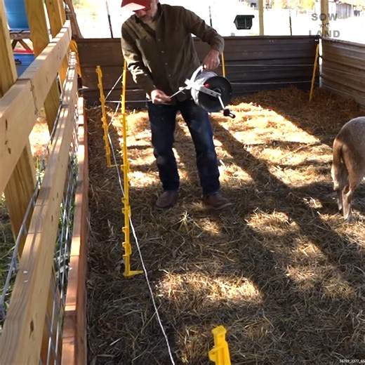 54K views · 866 reactions | Meet Our New Farm Animals #NewFarmAnimals #HomesteadLife #CountryLiving #FarmAnimalLove | Sow the Land | Facebook