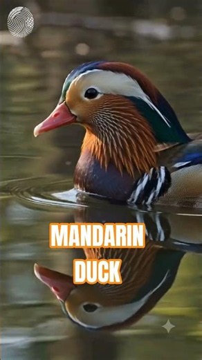 Mandarin Duck — The Masterpiece That Disappears Every Year