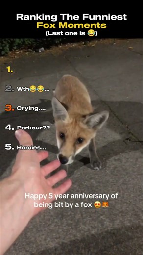 Ranking The Funniest Fox Moments #funnyanimals