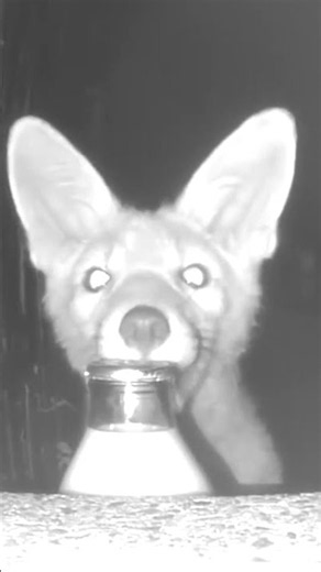 Milk thief revealed after security camera catches fox #shorts