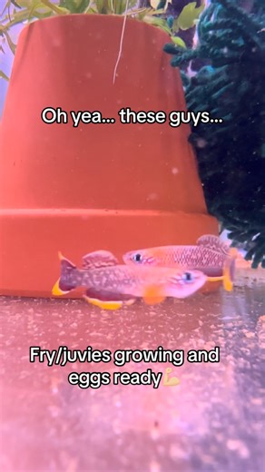 Killifish are life. #aquariumhobby #fishtank #aquarium #fishkeeper #aquariumfish #killifish | Orange Aquatics