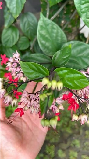 Clerodendron splendens | A Gorgeous Indoor/outdoor Flowering Plant