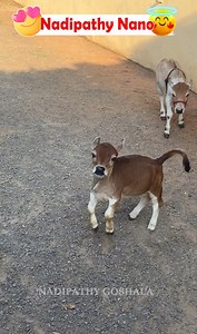 307K views · 13K reactions | Nadipathy Nano | 1 - 2 Feet Height | Dr. P. Krishnam Raju created breed | Nadipathy Goshala Yeleswaram | #minicows #PMOIndia #india Dr. P. #tamilnadu #hyderabad #ts #jammu #south #love #indian #adventure #MiniatureCattle #cows #follow #happy #AnimalLovers #cowsofinstagram #AndhraPradesh #andhrapradesh #indians #ugadi #shortest #wanderlust #italy #trip #kashi #UttarPradesh #work #abroadeducation | Nadipathy Goshala | Facebook