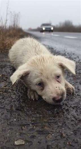 poor dog ,abandoned,injured, hungry #cat #dog #pet