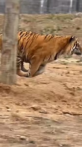 16K views · 439 reactions | Tiger Biorah first Attack Bioga then Shaosa  #tigerbioga #catsoftiktok #tiger | Animal Junket | Facebook