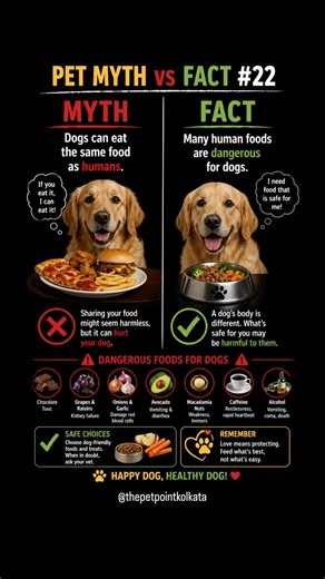 Myth: Dogs can eat the same food as humans.❌ #ytshorts #petlovers #petparents #facts