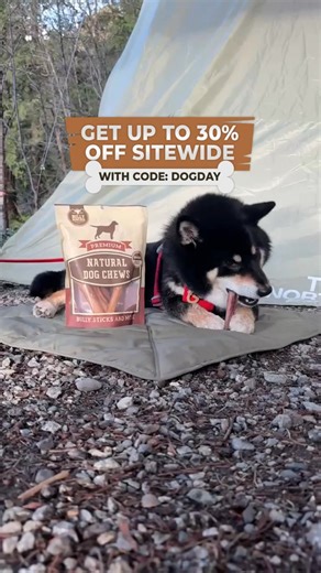 4K views | Our National Dog Day Sale is now LIVE! Get UP to 30% OFF with code: DOGDAY Keep your pup happily occupied with the perfect all-natural, fully digestible, and long-lasting chew. Stock up on your pup’s favourite chew today with UP to 30% OFF! | Bully Bunches | Facebook