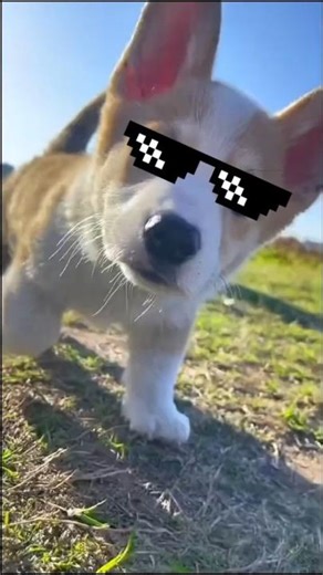 5 Reasons Your Dog Makes You Smile Every Single Day