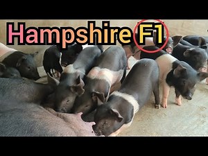 Hampshire Pig farming // Hampshire f1 Pig farming // f1 Pig farming