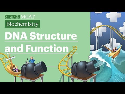 DNA Structure and Function | Sketchy MCAT | Biochemistry