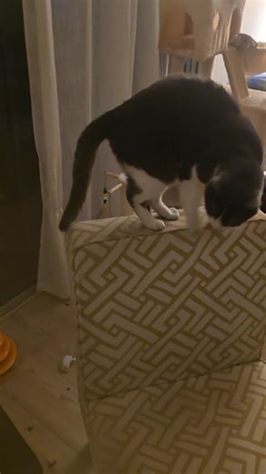 My 2 cats & movie review tonight 🐱📽