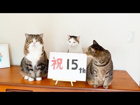 １５周年なねこ。-15 year anniversary video of Maru&Hana&Miri.-
