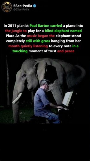 A Blind Elephant Stopped Everything to Listen to a Piano