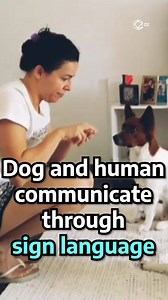 2.2M views · 333 reactions | This doggy and her human communicate perfectly through sign language ❤️ | Cultura Colectiva + | Facebook