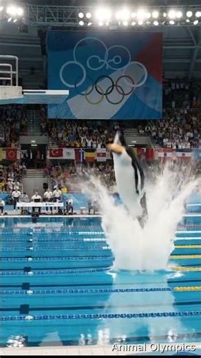 Olympic Penguin Diver on High Platform – Adélie Spotlight
