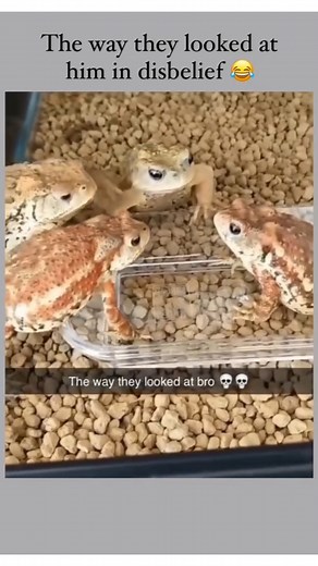 Fur Babies Plus on Instagram: "Did you know? 🐸 Many frog species can change color! 🤯 This incredible ability helps them camouflage, regulate body temperature, and even communicate with other frogs. #frogfacts #amphibianlife #petfrogs #herpetology #naturewonders #amazinganimals #colorchangingcreatures #ExoticPets #petstorelife"