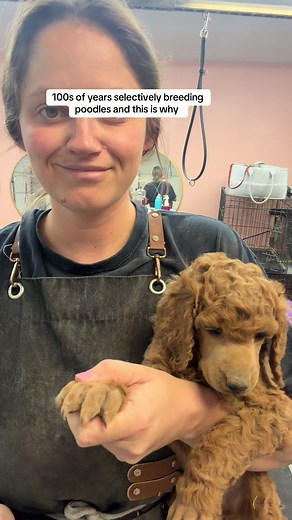 Responsible Poodle Breeding for Calm Temperaments