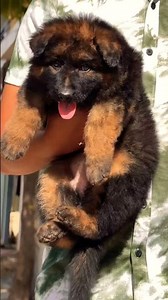 8810623046 German Shepherd puppy available strong guard dog smart trained vaccinated book now cont