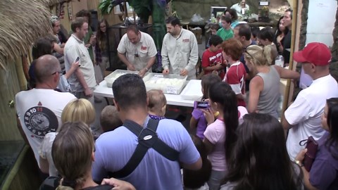 Python birthday at the Reptile Zoo