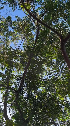 SMP Islam Al Azhar 36 on TikTok