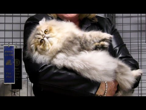 San Diego Cat Fanciers Show 2026 at the Del Mar Fairgrounds in 4k
