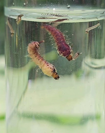 Toxorhynchites mosquito, or elephant mosquito Predatory behaviour