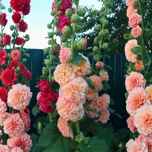200 Giant Hollyhock Seeds – Alcea Rosea Heirloom Mix Tall Spring Summer Flowers for Cottage - Etsy