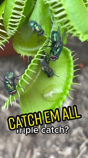 Amazing Venus Flytrap Triple Catch - Nature's Fascinating Plants