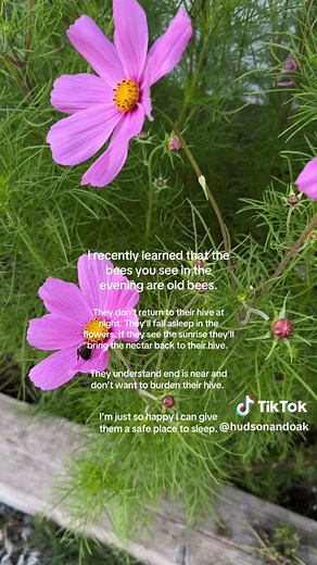 Heartwarming Bees' Behavior at Night in Garden