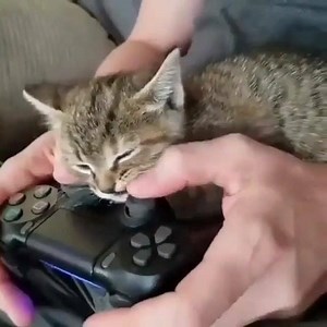 1.2K views · 42 reactions | Sunday’s are for video games  Join Pet Parade to win tons of prizes every week  Download the app at  https://goo.gl/vXsrsR ❤️ link in bio ❤️ :@catpistolss | Pet Parade | Facebook