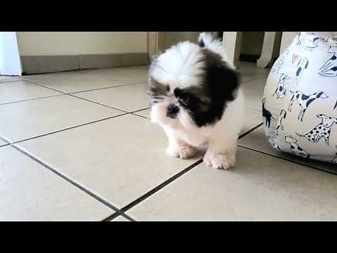 2 months old shih tzu puppy