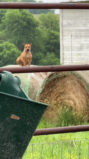 #animals #animalsoftiktok #dogsoftiktok #dog #puppy #hay #farmlife #horse @emily ✨