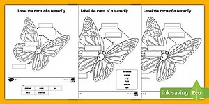 Label the Parts of the Butterfly Differentiated Worksheet for K-2nd Grade