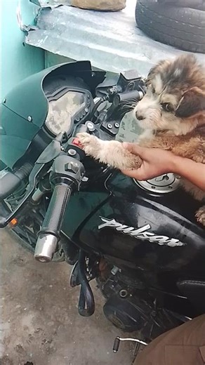 please🙏in pyare se kutto ke liye ek subscribe kar do ###friendly dog##loving##cute dogs##viral#grow#