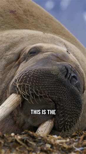 Meet the Walrus: the 2-ton titan that walks with its TEETH and turns bright pink in the sun. Wait until you see how they eat... 🦷 #walrus #animalfacts #nature #wildlife #didyouknow