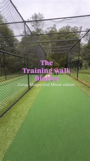 Training dogs with disabilities isn’t about lowering the standard it’s about adjusting the method. 🐾 We focus on clear communication, confidence building, strength work, enrichment, and meeting the dog exactly where they’re at. #dogtraining #dogtrainingtips | Educated Canine Dog Training