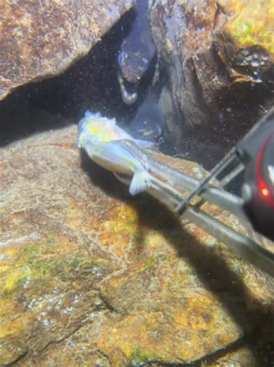 #eel #fishing #diving #lobster #crab #deepsea #eels #nature #catchthesea #beach #asmr #sea