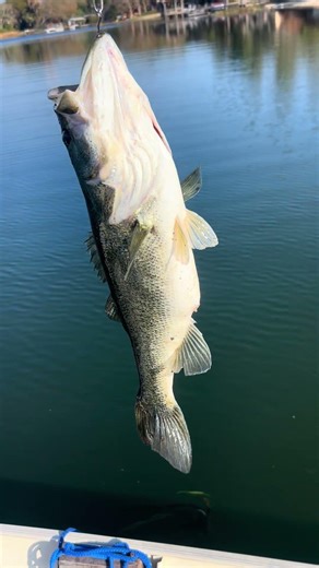 Good fish #bassfishing #florida #fishing
