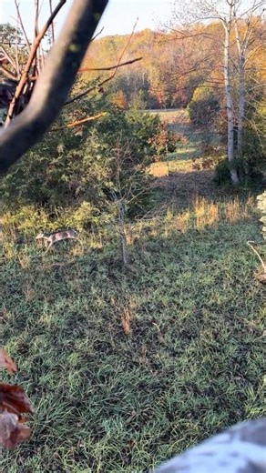 Buck chasing hard. He was ready, she was not! #hunting #deerseason #deerhunting