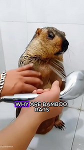 Why Is This Rat So THICK?! 🐀💪 | Bamboo Rat Facts You Won’t Believe | Amazing World