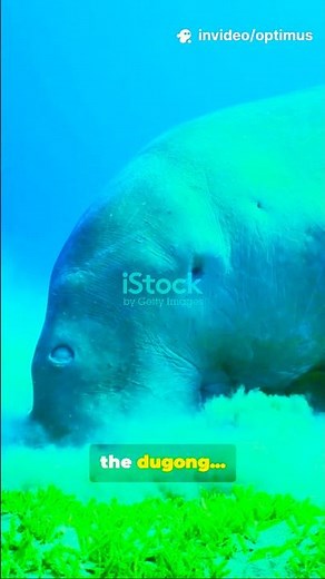 Dugong in a Minute: Origin and Wild Facts!